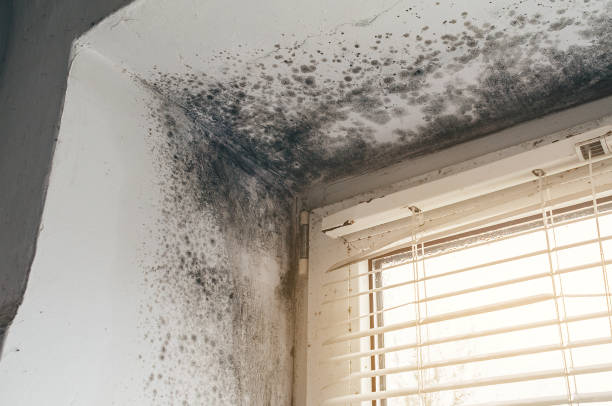 Affordable Attic Mold Remediation solutions in Ashburn, VA